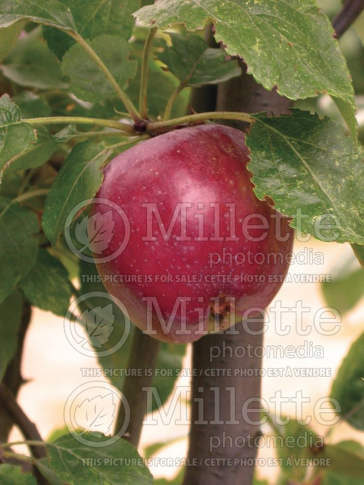 Malus September Ruby (Apple fruit - pomme) 1 