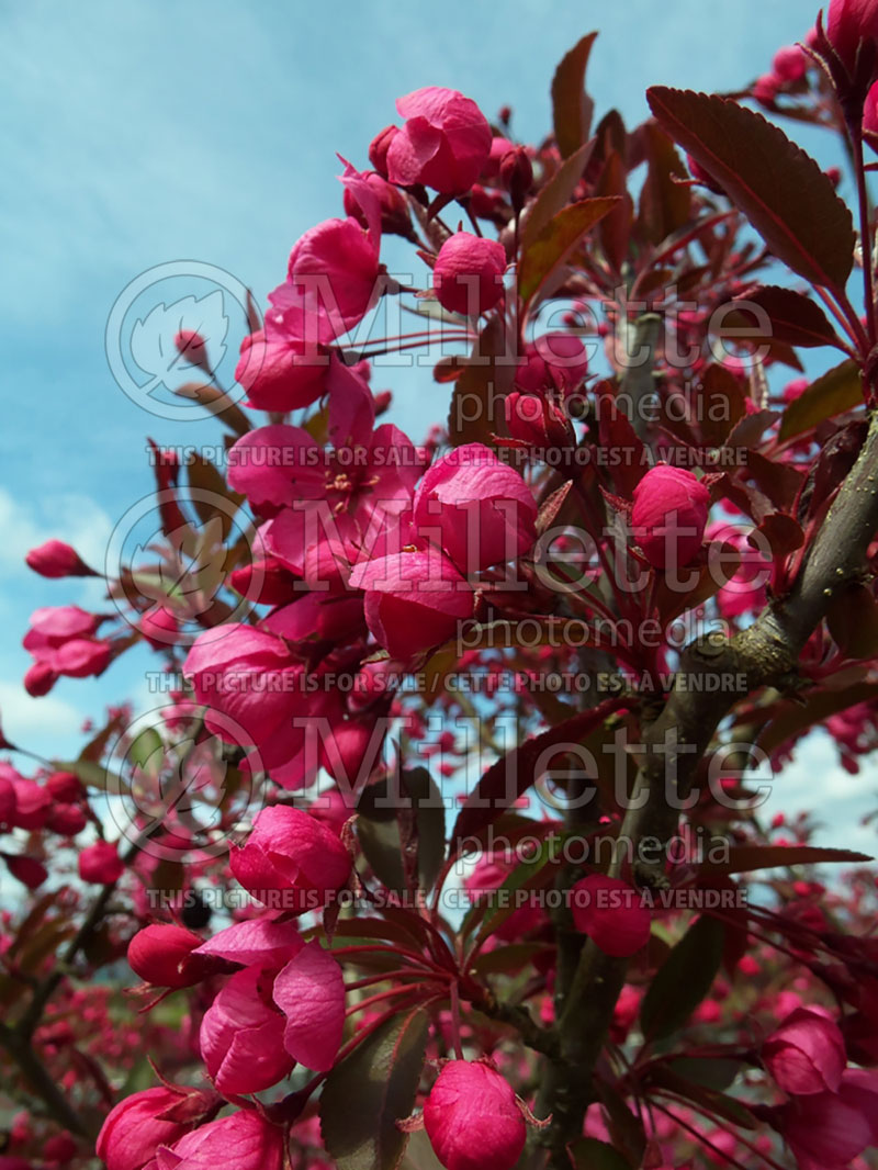 Malus Showtime ou Show Time (Crabapple) 2 