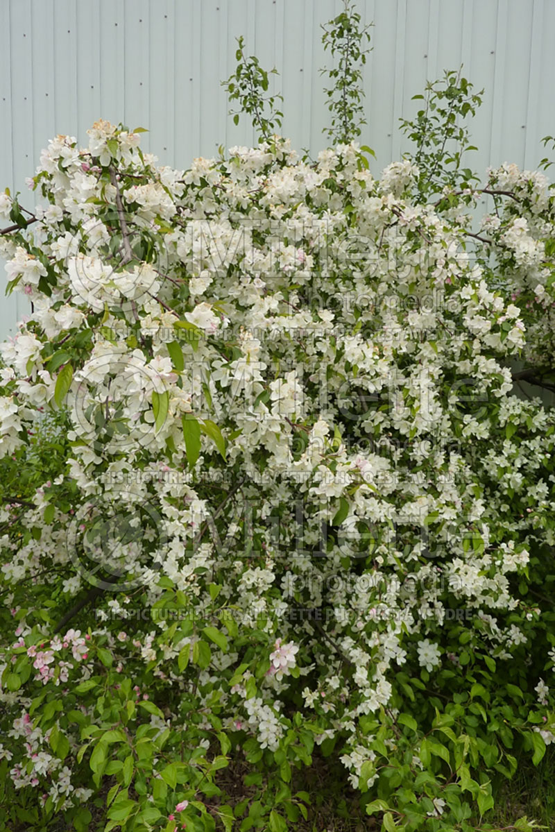 Malus Snowdrift (Crabapple) 3 