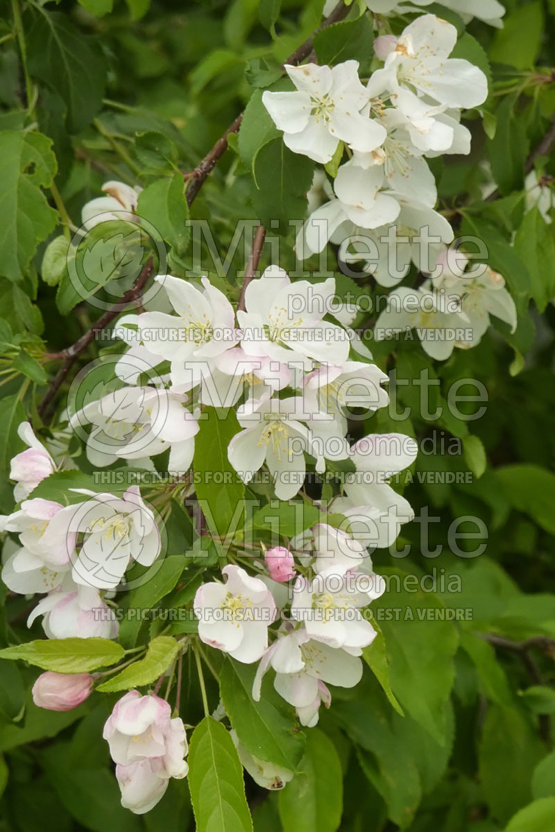 Malus Snowdrift (Crabapple) 4 