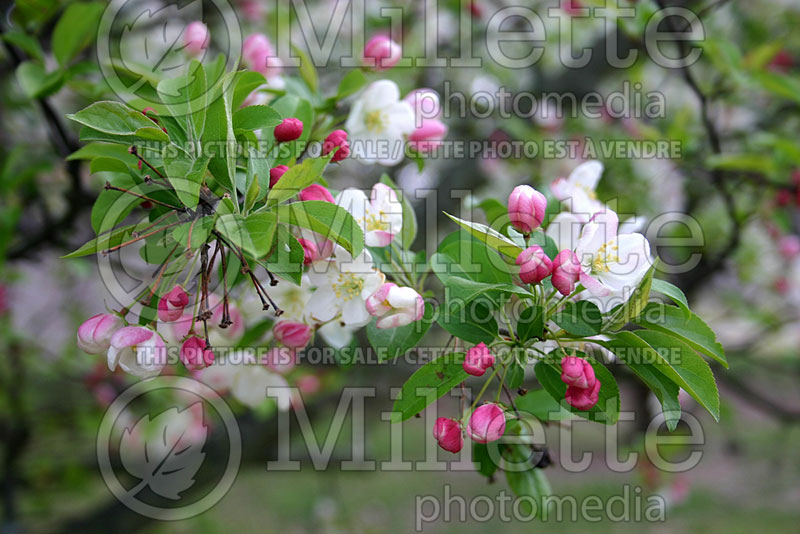 Malus Snowdrift (Crabapple) 5 