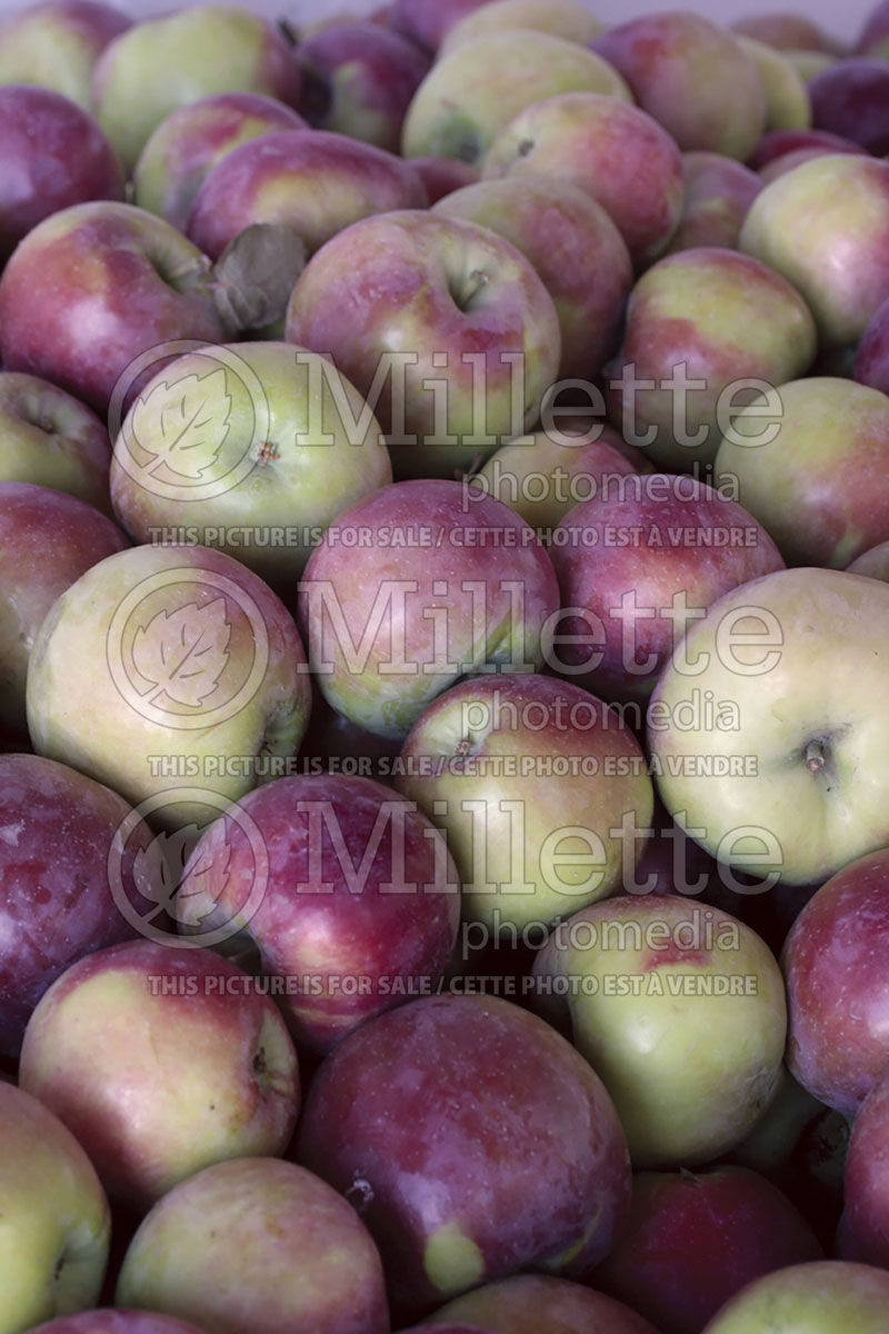 Malus Spartan (Apple tree fruit pomme) 1