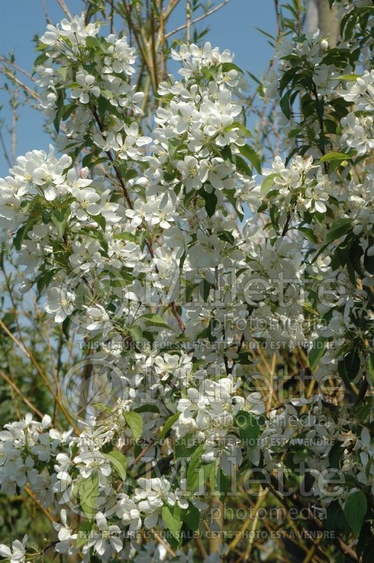 Malus Spring Snow (Crabapple) 3 