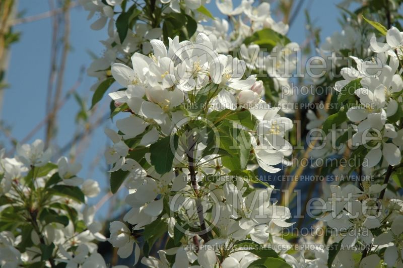 Malus Spring Snow (Crabapple) 4 