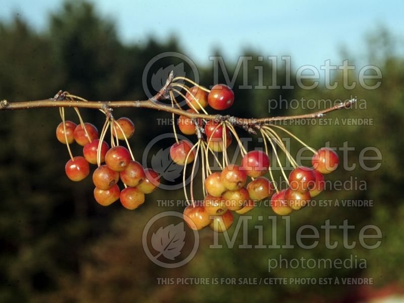 Malus Spring Song (Crabapple) 4 