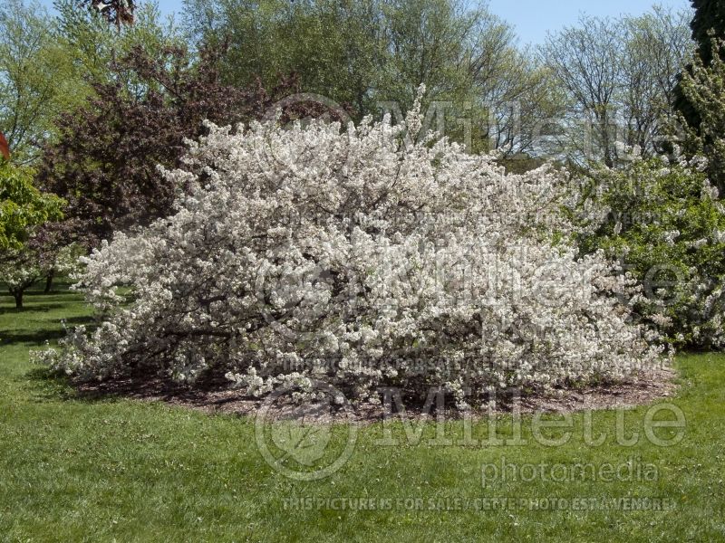 Malus Spring Song (Crabapple) 1 