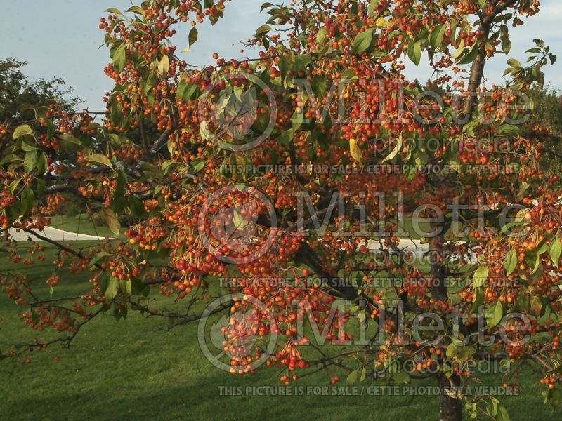 Malus Spring Song (Crabapple) 2 