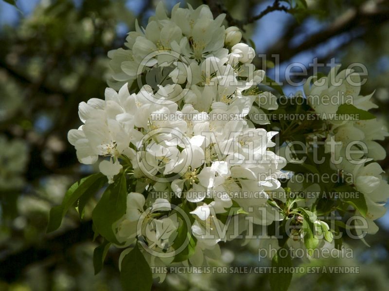 Malus Spring Song (Crabapple) 3 