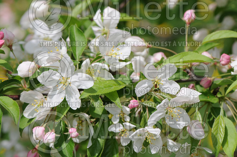 Malus Sugar Tyme or Sutyzam (Crabapple) 13 