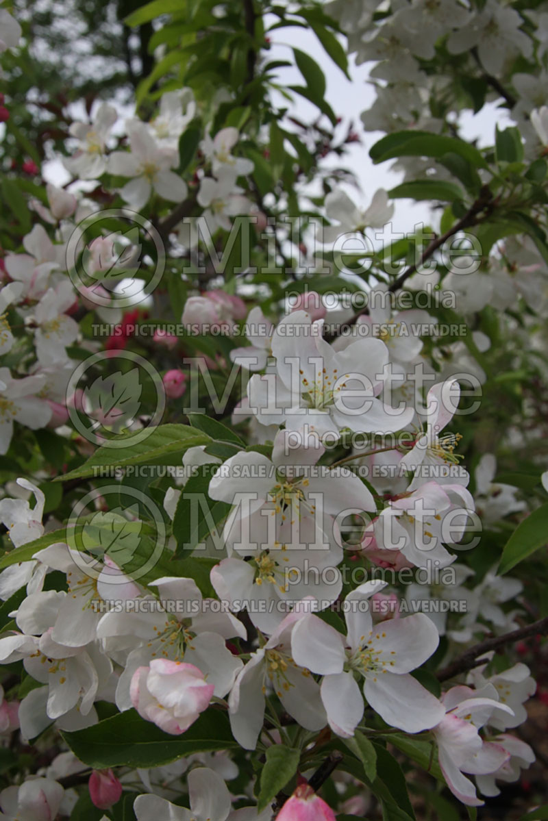 Malus Sugar Tyme or Sutyzam (Crabapple) 4 