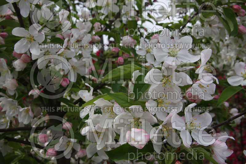 Malus Sugar Tyme or Sutyzam (Crabapple) 5 