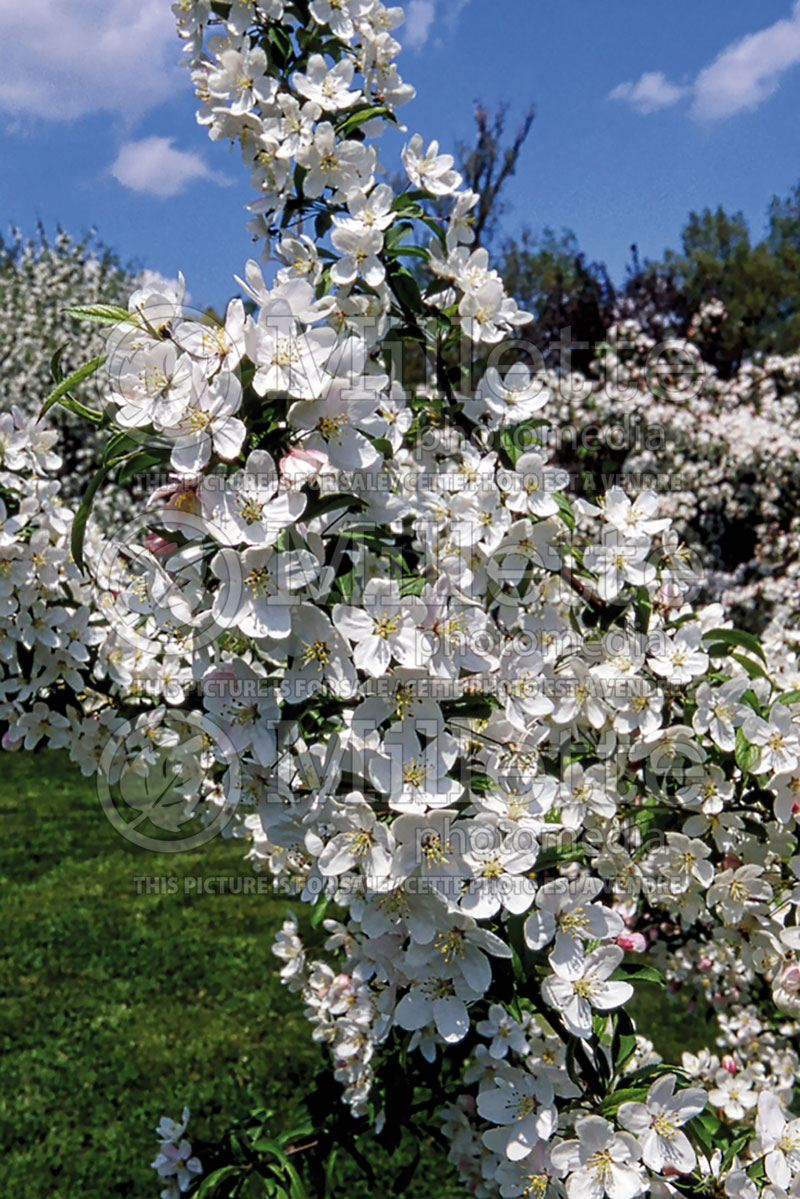 Malus Sugar Tyme or Sutyzam (Crabapple) 7 