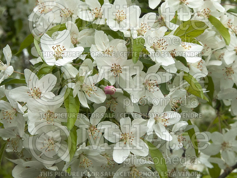 Malus Sugar Tyme or Sutyzam (Crabapple) 10 