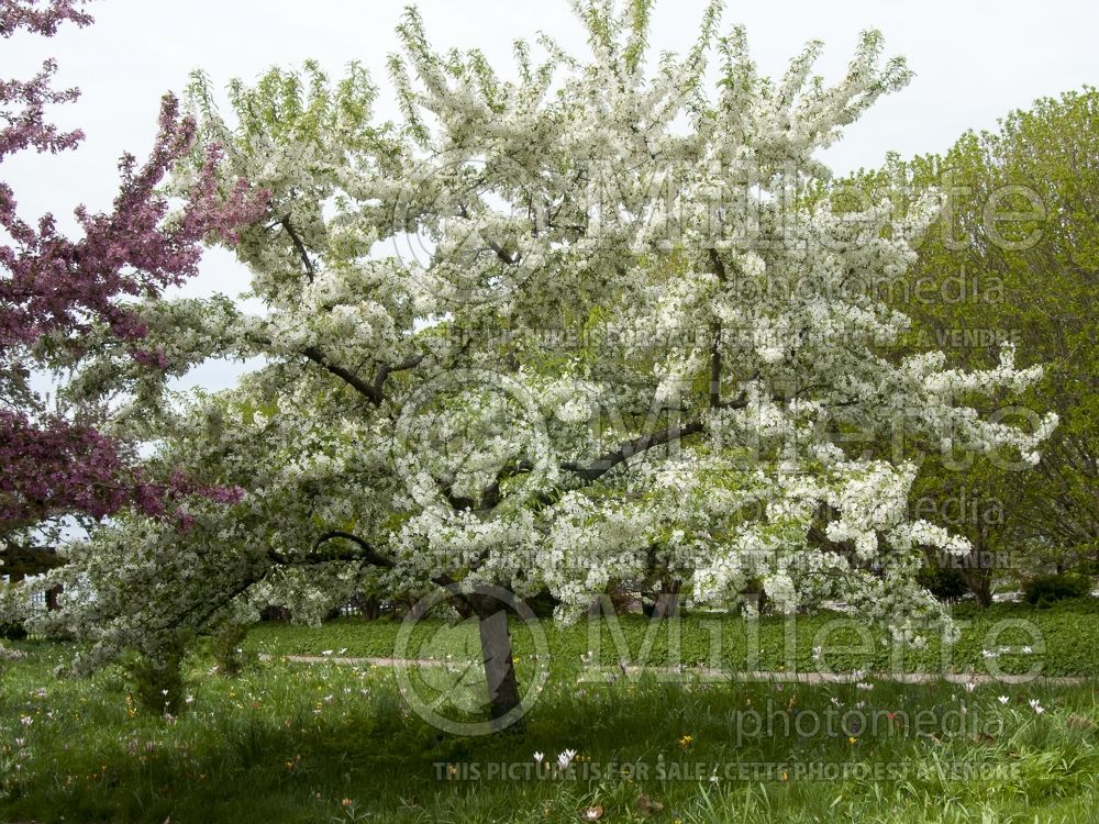 Malus Sugar Tyme or Sutyzam (Crabapple) 12 