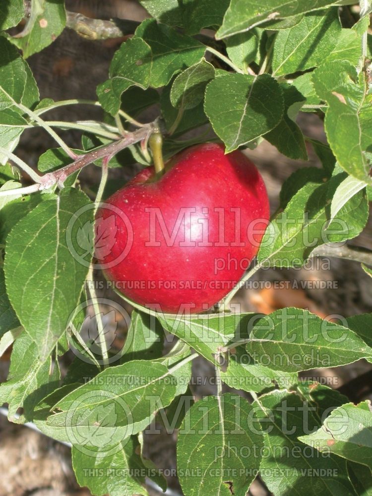 Malus Sweet Society (Apple tree) 1