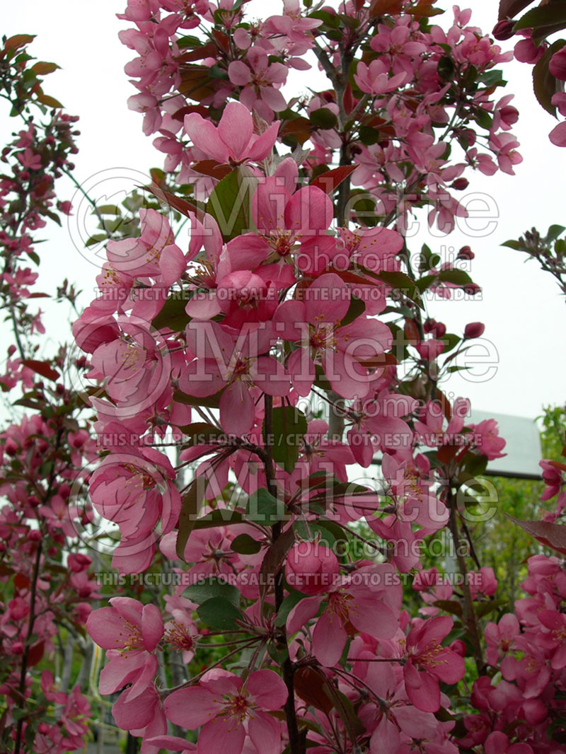 Malus Thunderchild (Crabapple)  2