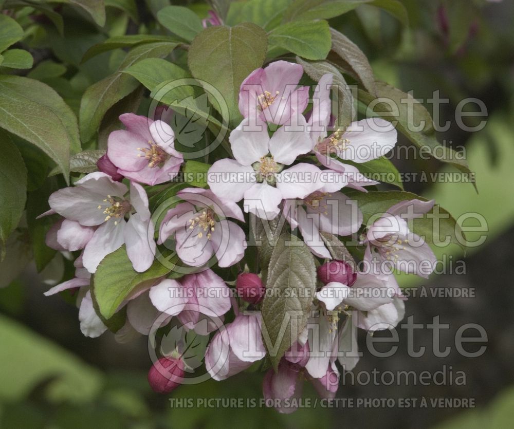 Malus Thunderchild (Crabapple) 5 