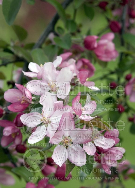 Malus Thunderchild (Crabapple) 6 