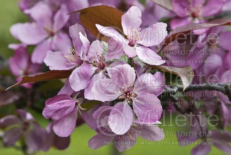 Malus Thunderchild (Crabapple) 7 