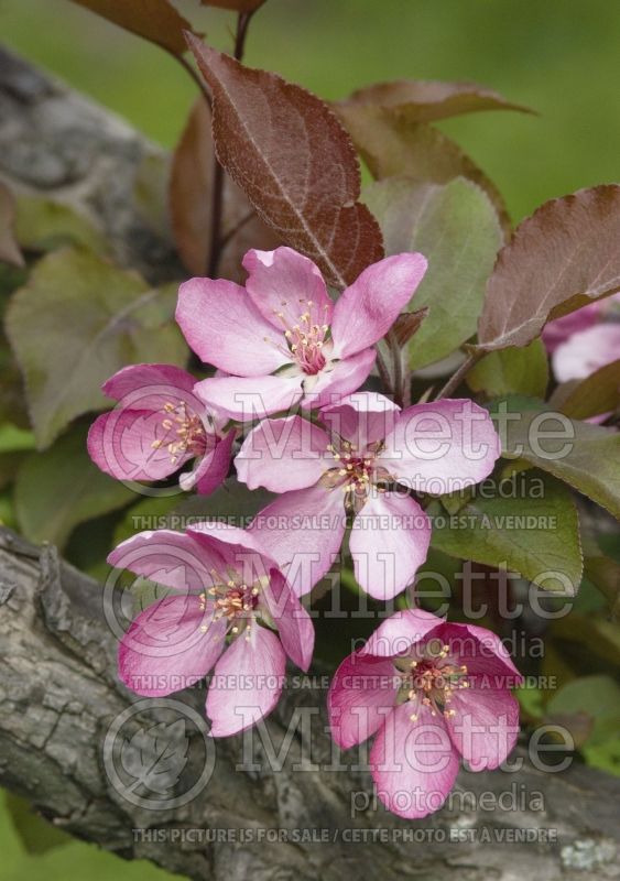 Malus Thunderchild (Crabapple) 8 