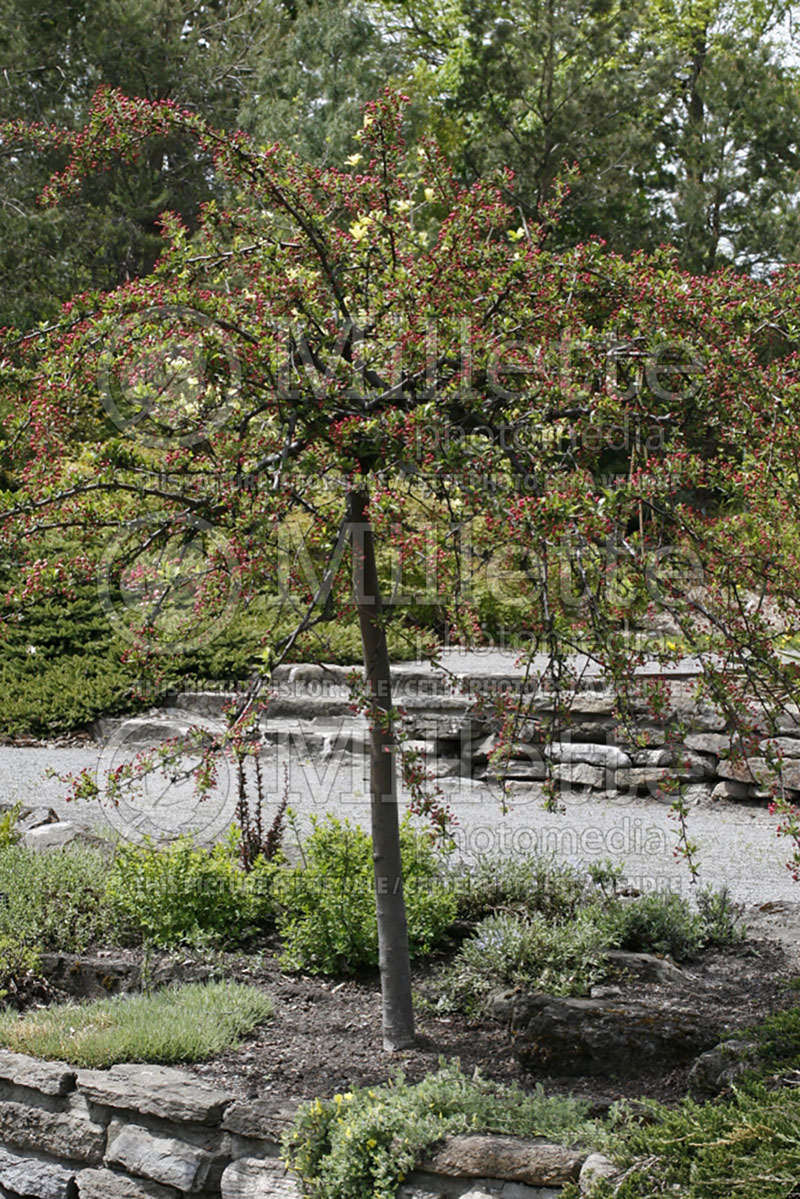 Malus Tina (Sargent crabapple) 11 