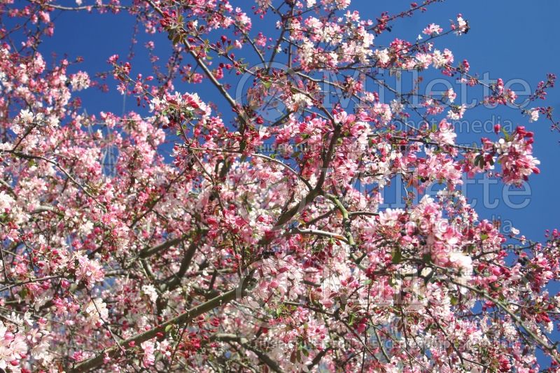 Malus Weeping Candied Apple (Crabapple) 1 