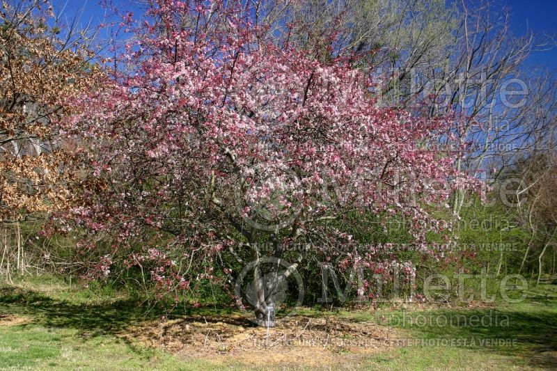 Malus Weeping Candied Apple (Crabapple) 3 