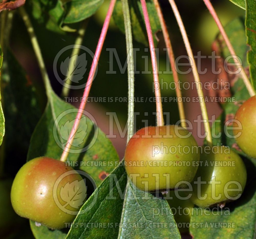 Malus White Angel aka Inglis (Crabapple) 1 