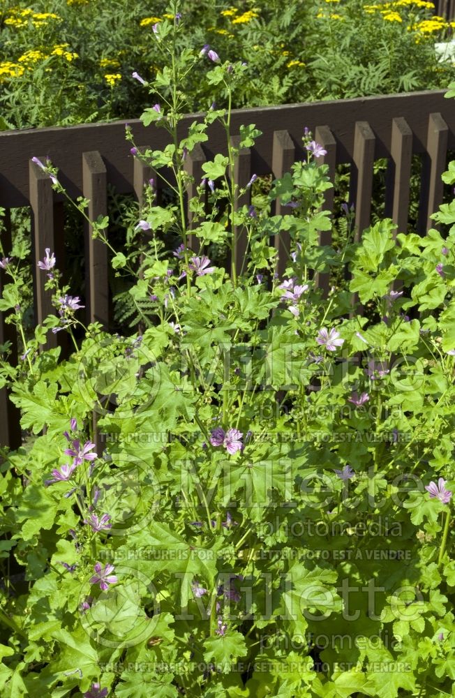 Malva sylvestris (Mallow) 1 