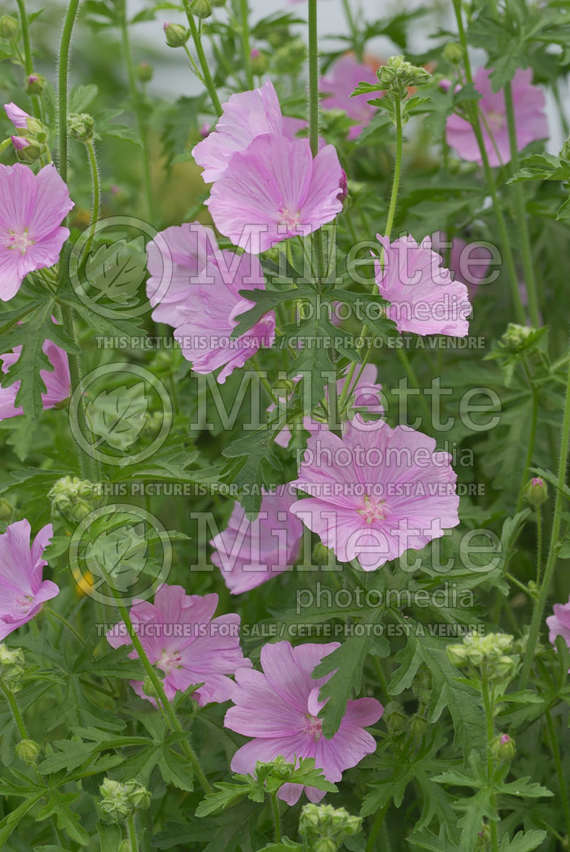 Malva Fastigiata (Mallow) 1 