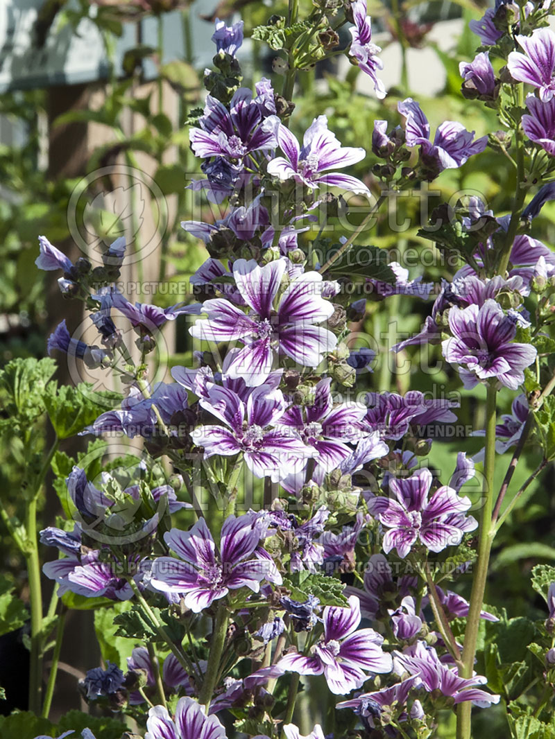 Malva Zebrina (Mallow) 2 