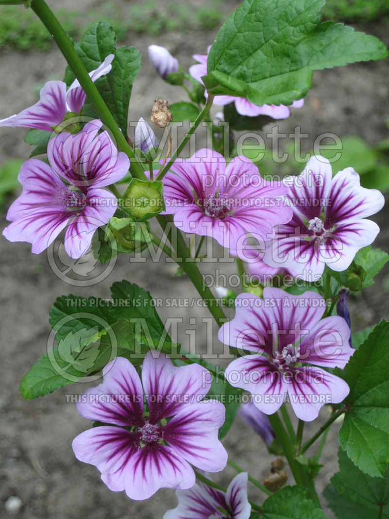 Malva Zebrina (Mallow) 4 