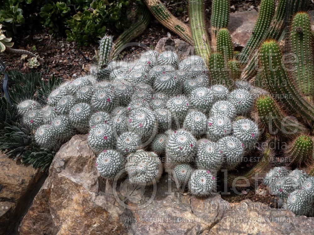 Mammillaria geminispina (cactus) 1