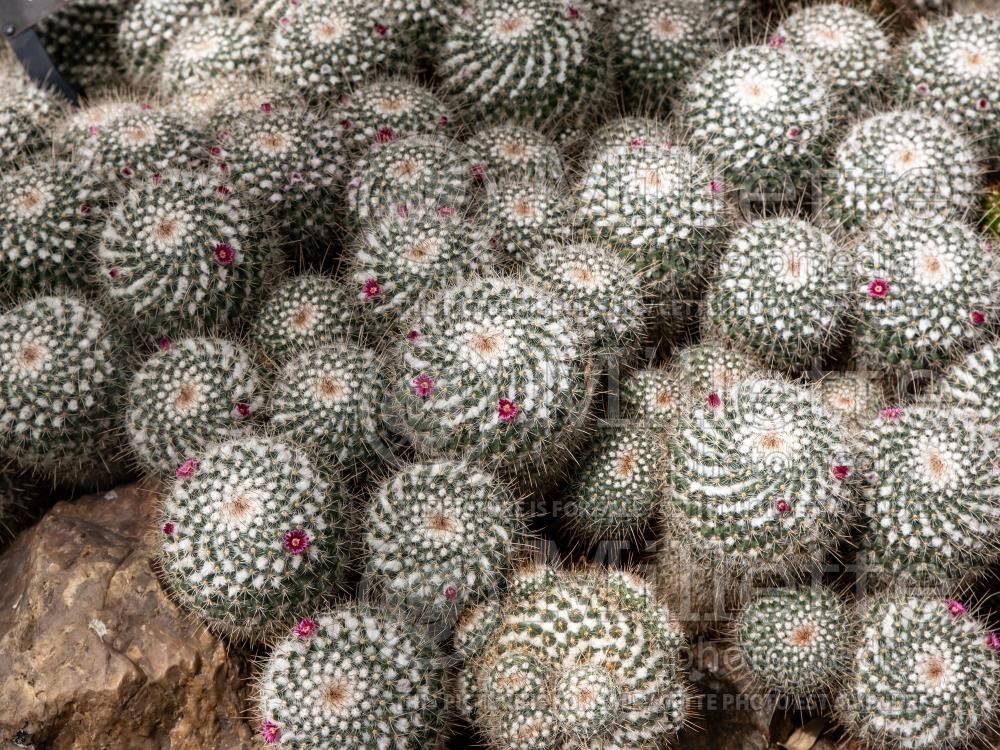 Mammillaria geminispina (cactus) 2