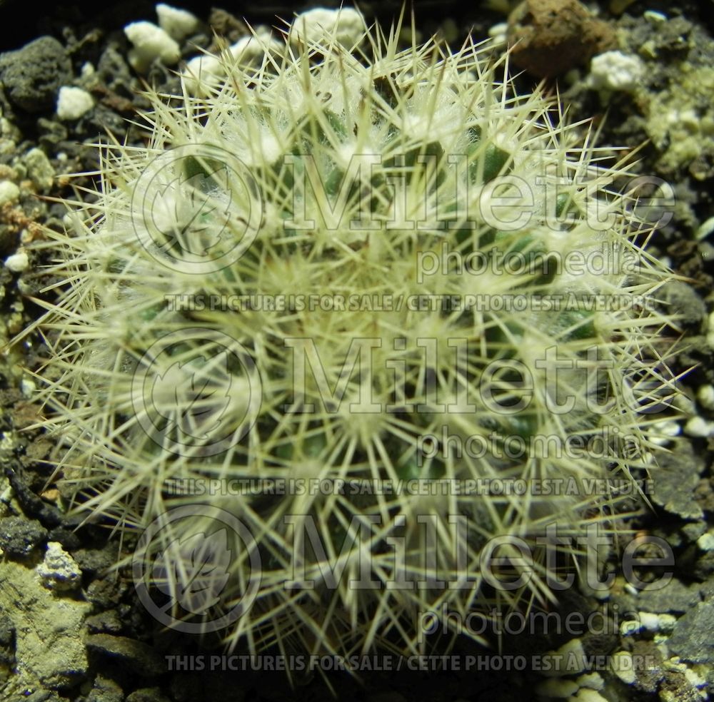 Mammillaria evermanniana (Arizona fishhook cactus) 1