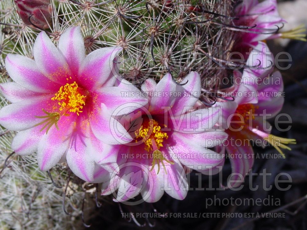 Mammillaria grahamii aka microcarpa (Arizona fishhook cactusa) 3