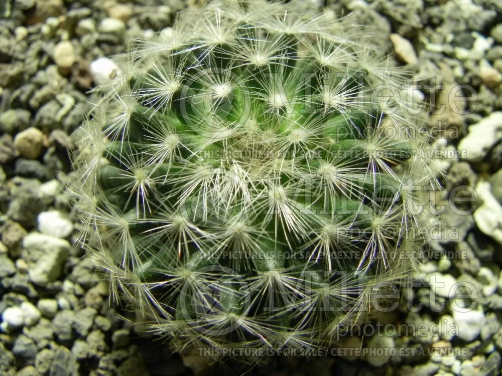 Mammillaria laui (lemon cactus) 1