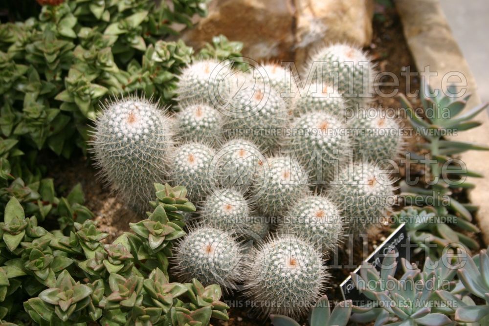 Mammillaria microhelia (Mammillaria cactus) 1