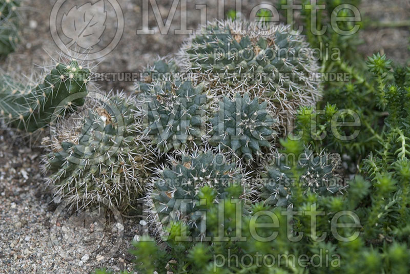 Mammillaria polyedra (Mammillaria cactus) 1 