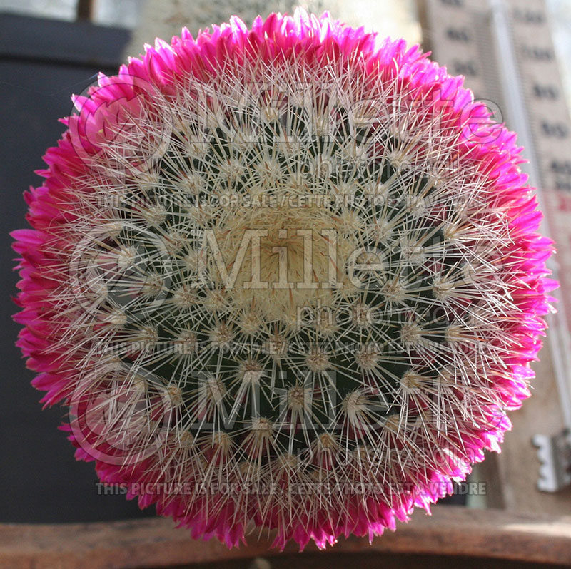 Mammillaria spinosissima (Mammillaria cactus) 1 