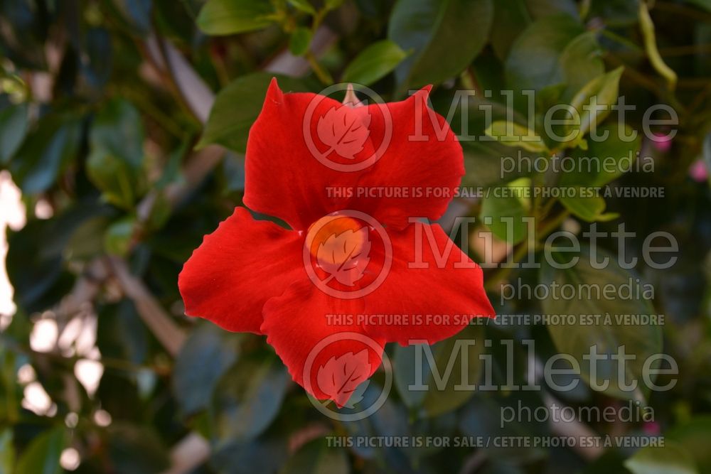 Mandevilla Dundee Red (Brazilian Jasmine - Scarlet Pimpernel, Red Riding Hood) 1 