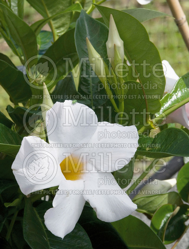 Mandevilla Sun Parasol Giant White (Mandevilla) 1