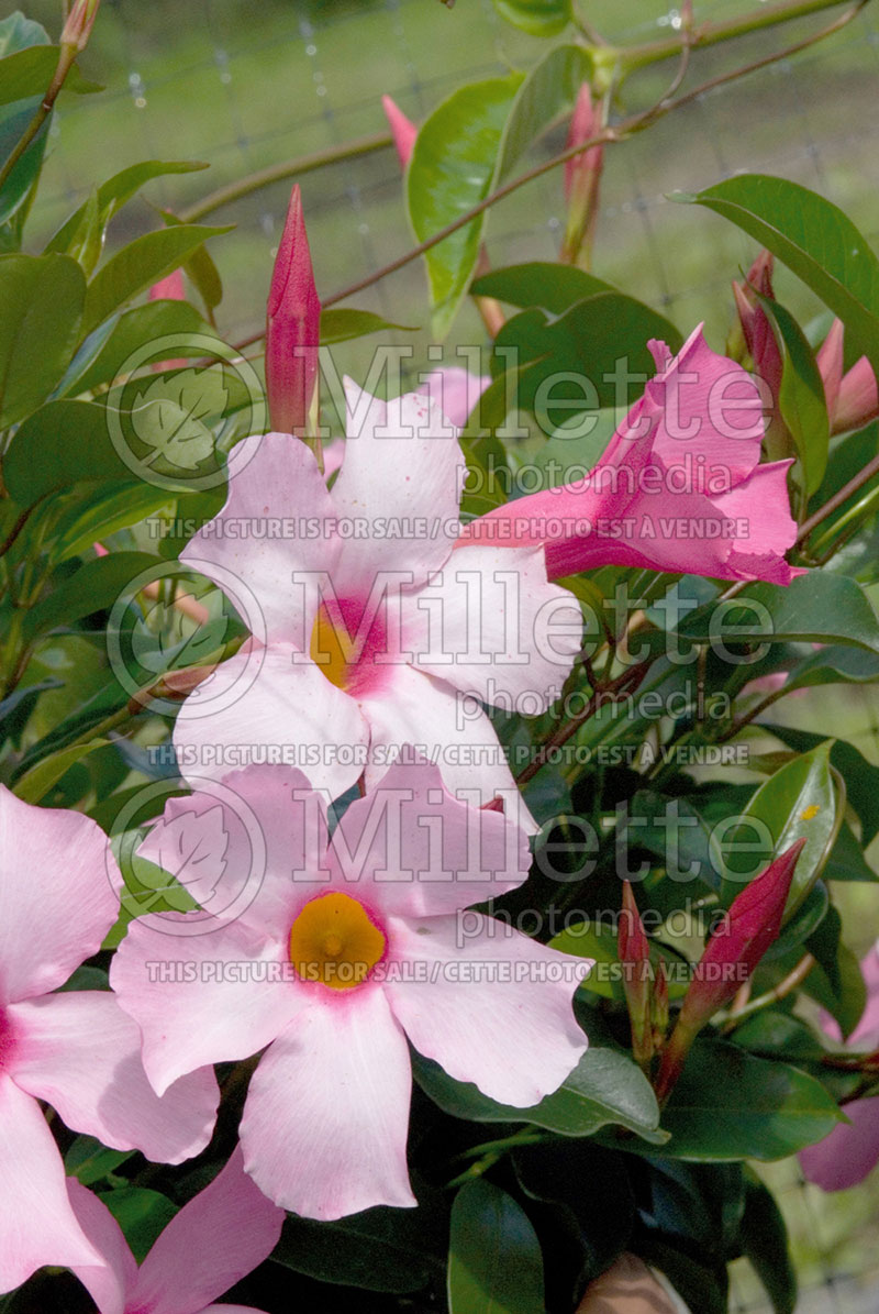 Mandevilla Sun Parasol Giant Pink (Mandevilla) 1