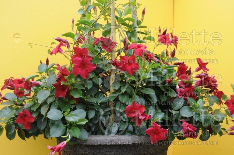 Mandevilla Vogue Ruby (Brazilian Jasmine - Scarlet Pimpernel, Red Riding Hood) 1 