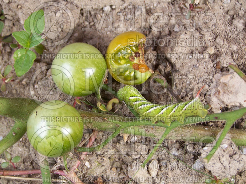 Damages by Manduca quinquemaculata (Tomato hornworm) 1 