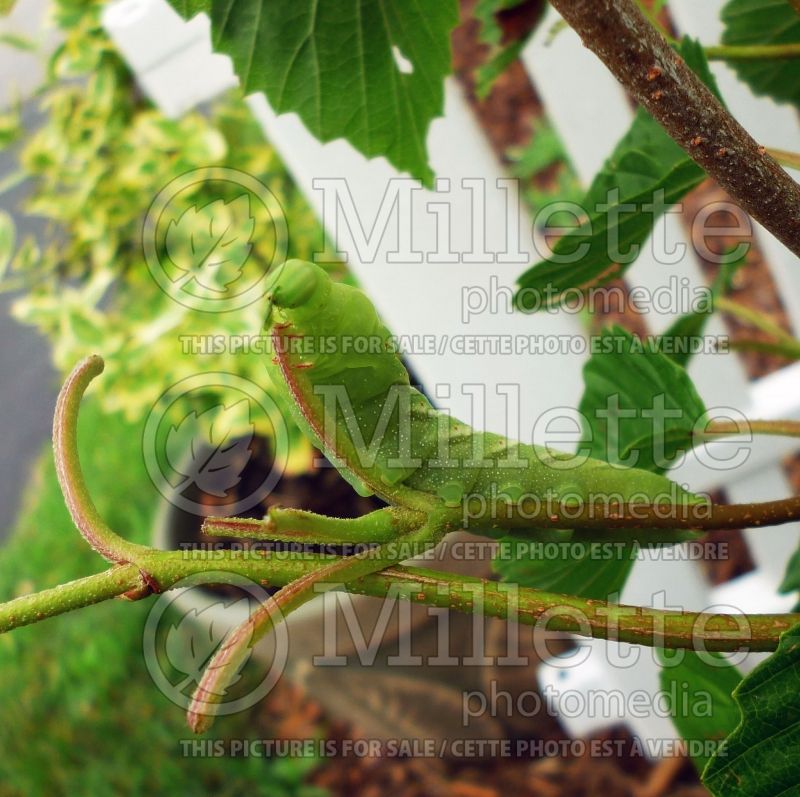 Manduca sexta (tobacco hornworm) insect 1 