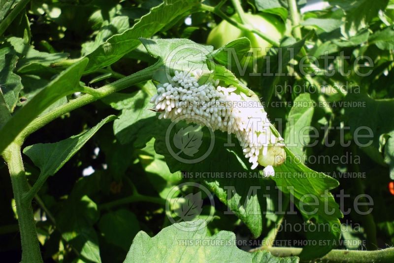 Manduca sexta with wasp eggs (tobacco hornworm) insect 2 