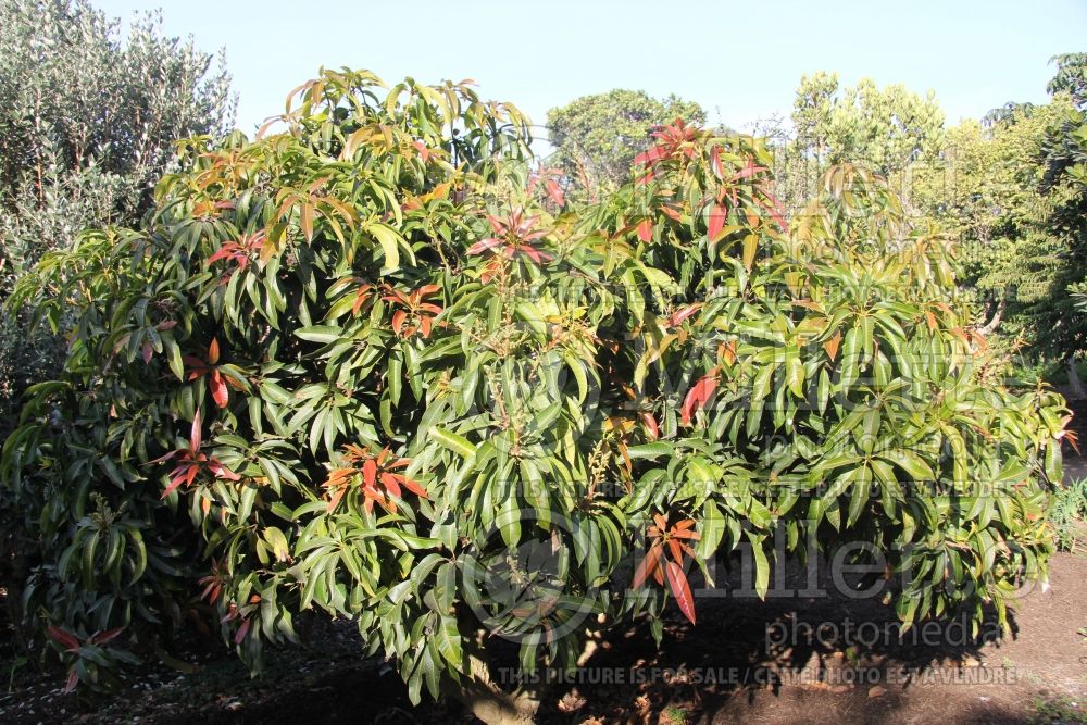 Mangifera Glenn (Glenn Mango Tree) 1 