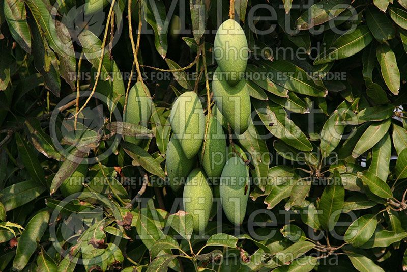 Mangifera indica (Mango) 2