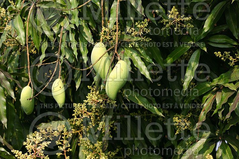 Mangifera indica (Mango) 1